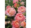 Роза Роз дэ Систэрсьян (Rose des cisterciens)DELBARD, 1998